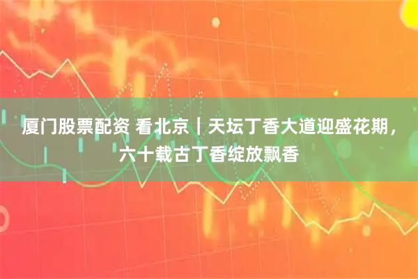 厦门股票配资 看北京｜天坛丁香大道迎盛花期，六十载古丁香绽放飘香